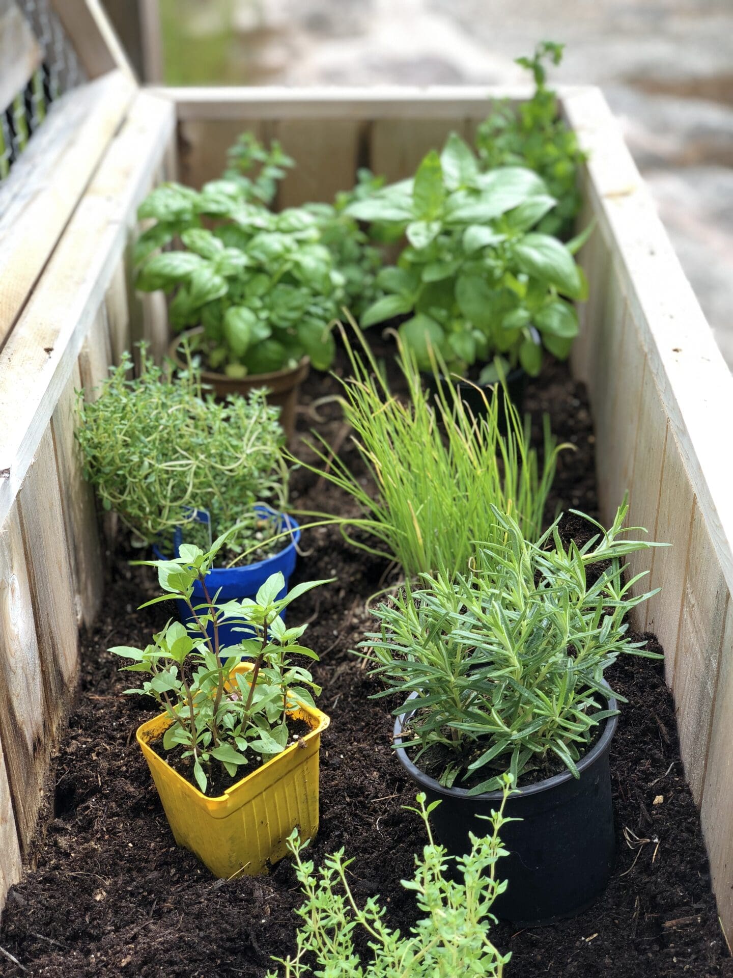 A container herb garden is in the process of being planted. Pots of rosemary, mint, thyme, chives and basil are seen in a raised cedar box.
