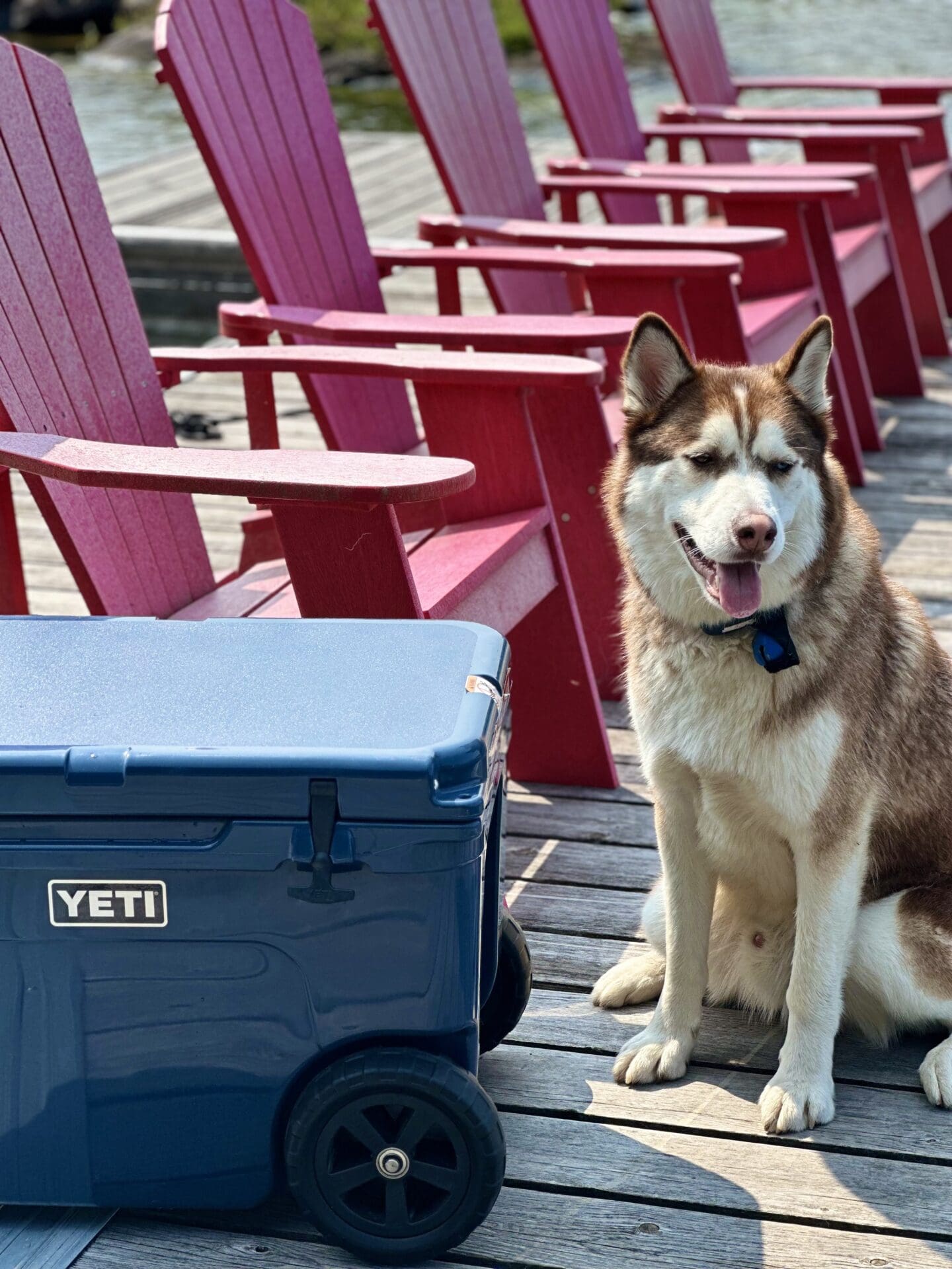 IMG_2681 A dark blue Yeti cooler sits on a dock in front of a row of red muskoka chairs. Stanley, the Siberian Husky, looks on.